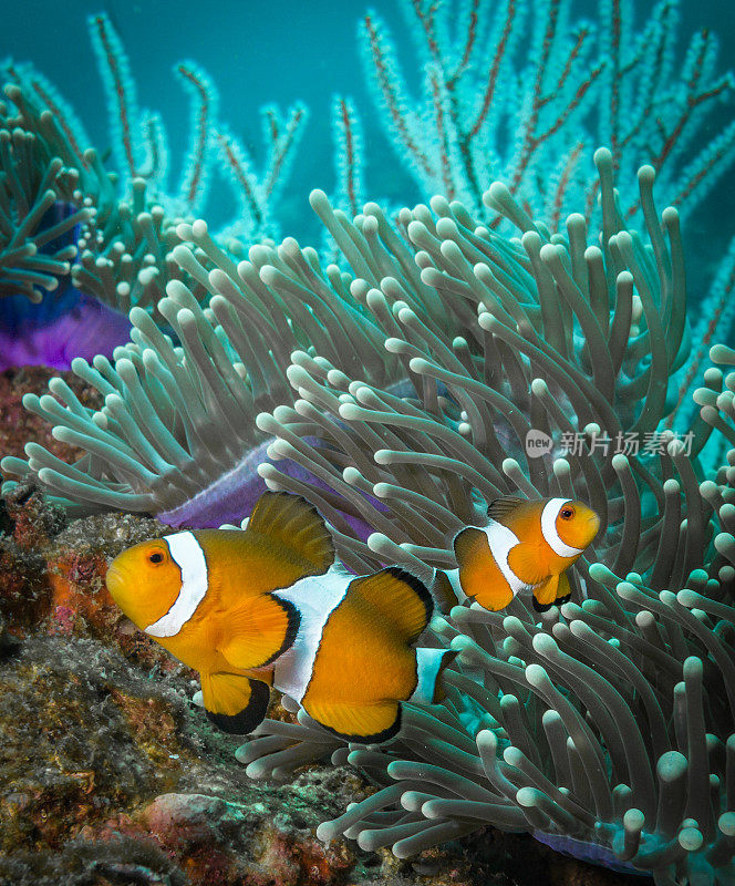 小丑鱼(Amphiprion ocellaris)和壮丽海葵(Heteractis magnifier)水下特写图片